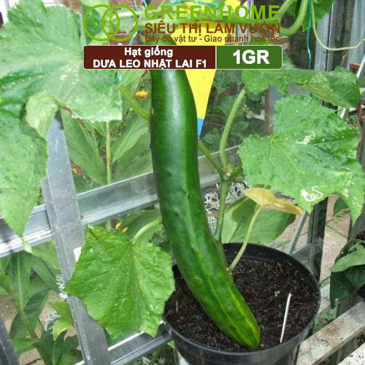 Hạt Giống Dưa Leo Nhật Lai F1 Greenhome, Gói 1GR, Dễ Trồng Quanh Năm, Nảy Mầm Cao, T24