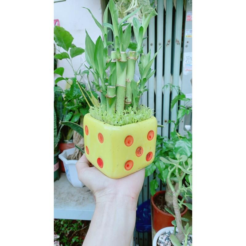 Chậu Trúc Phát Tài Xúc Xắc Vàng