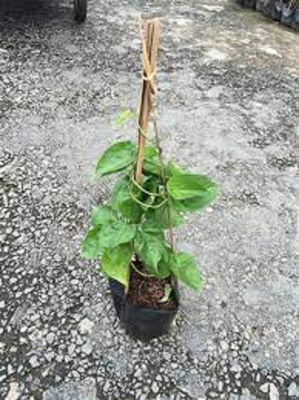 Cây giống hoa thiên lý ,hoa thơm,dễ trồng
