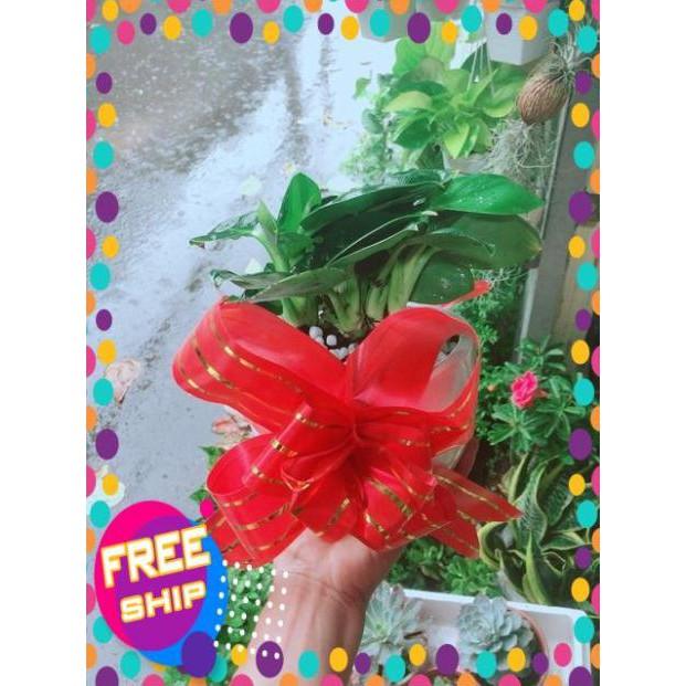 Chậu Trầu Bà Đế Vương Xanh