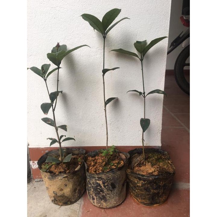 Cây giống hoa mộc hương ta hoa vàng- bầu ổn định 6 tháng tuổi trở lên