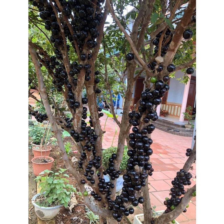 Cây giống nho thân gỗ Tứ Quý Nam Mỹ cao hơn 1m. [  Jabuticaba hay Jaboticaba ] - FREESHIP EXTRA + HOÀN XU EXTRA ]