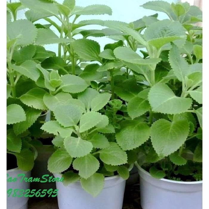 Hạt giống rau húng chanh,húng bạc hà-gói 0,1 gram/tặng kèm gói phân bón lót