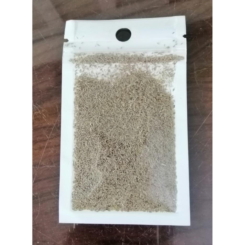 Hạt Giống Thuỷ Sinh Ngưu Mao Chiên.