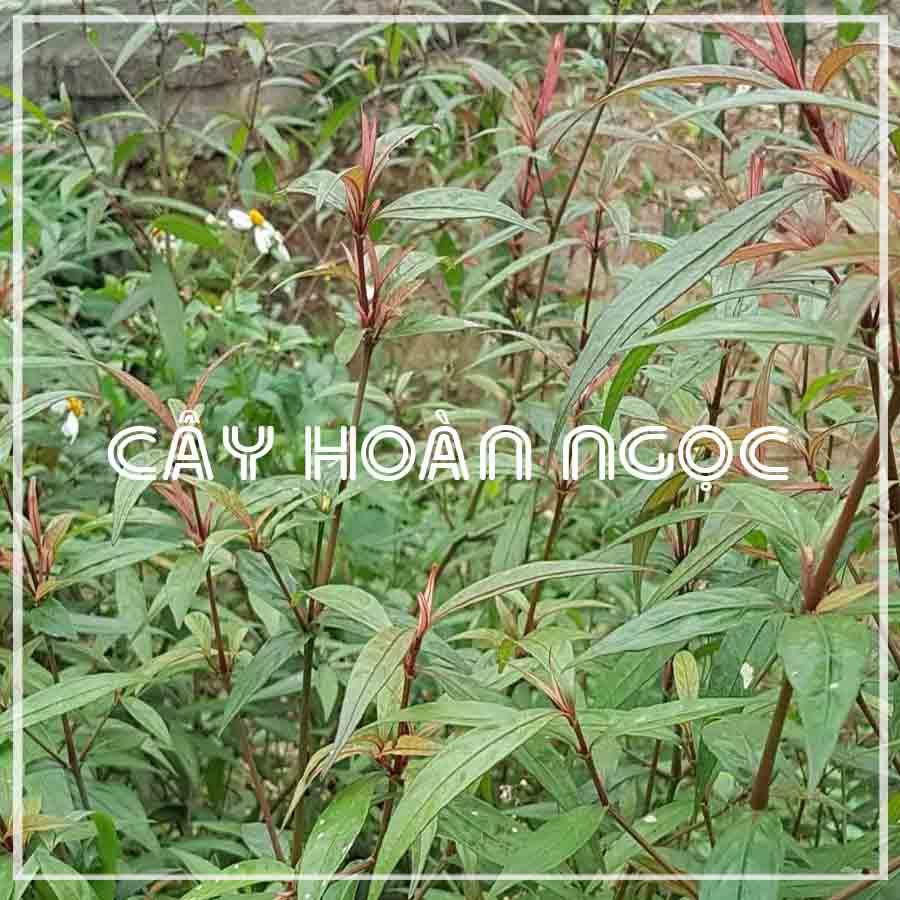 Cây Hoàn Ngọc khô 1kg