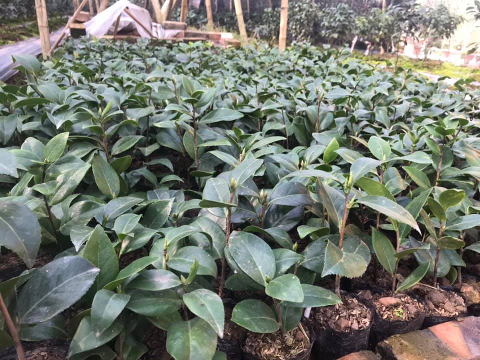 Bầu CÂY HOA TRÀ MY ĐỎ CỔ - cây giống nguyên bầu,