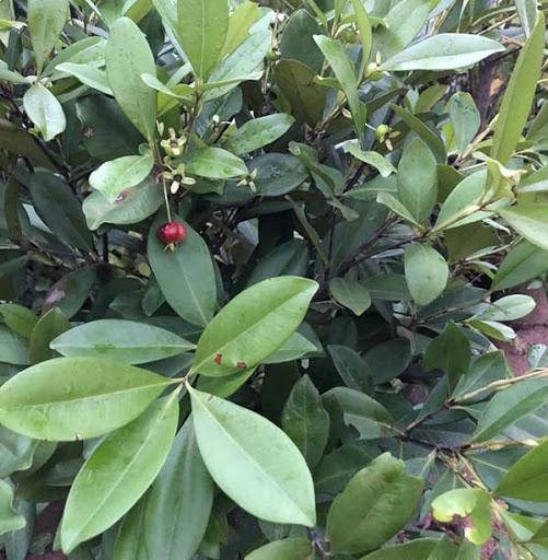 Cây cherry chịu nhiệt, giống cây cherry ăn quả, quả ngon cam kết chất lượng