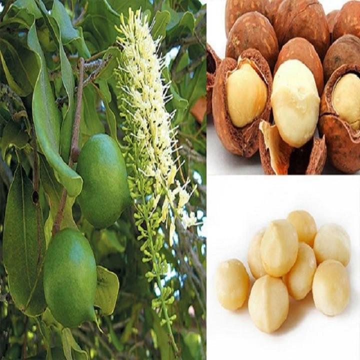 CÂY GIỐNG: CÂY MẮC CA - CAM KẾT GIỐNG CHUẨN