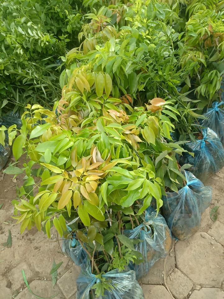 CÂY GIỐNG VẢI THIỀU SIÊU QUẢ DÒNG QUẢ SỚM-