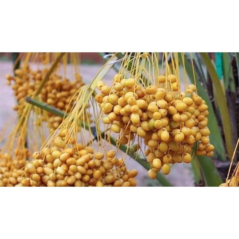 Cây giống chà là ăn quả