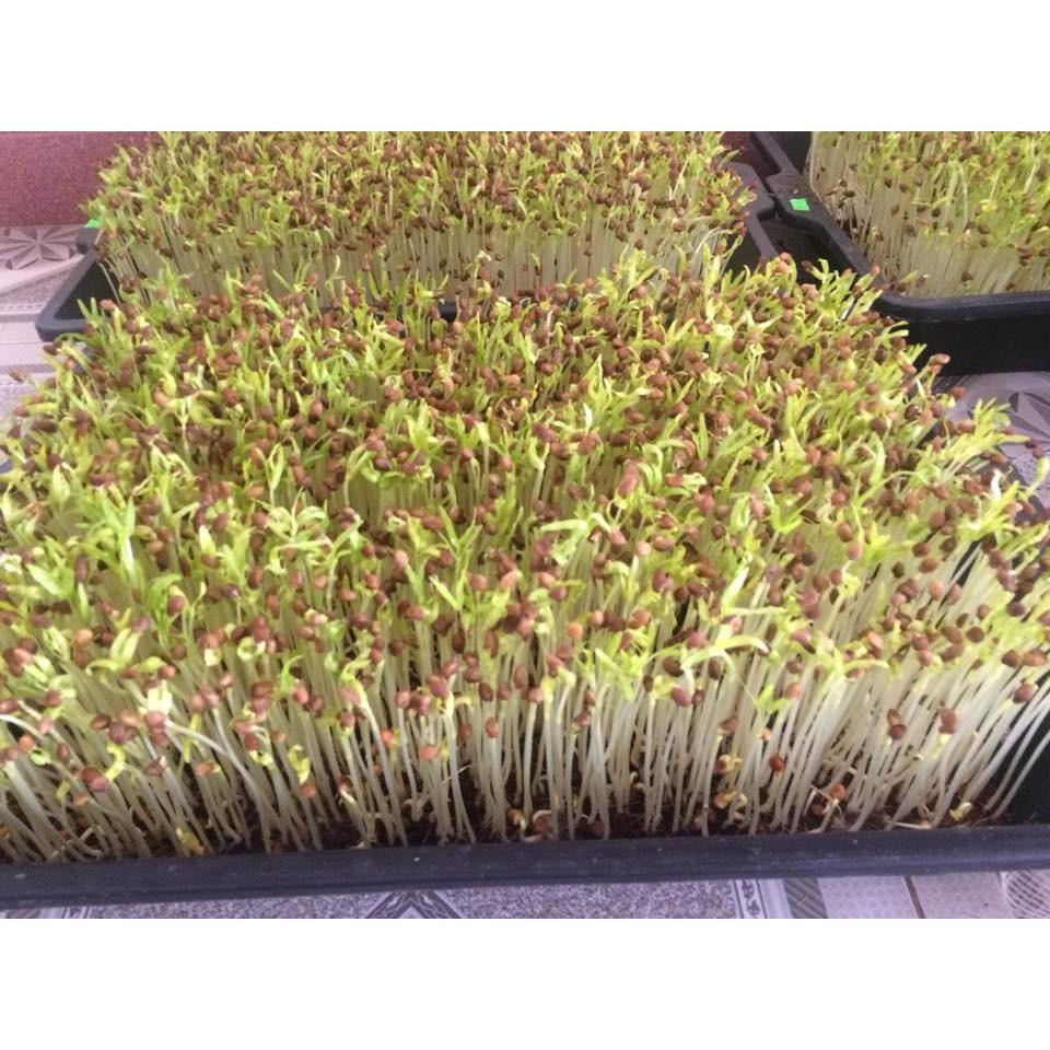 100gr Hạt Giống Rau Muống Mầm