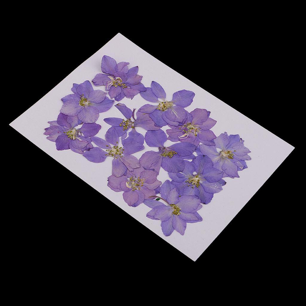 24x Natural Pressed Dried Larkspur Flowers Crafts Supplies Christmas Gifts