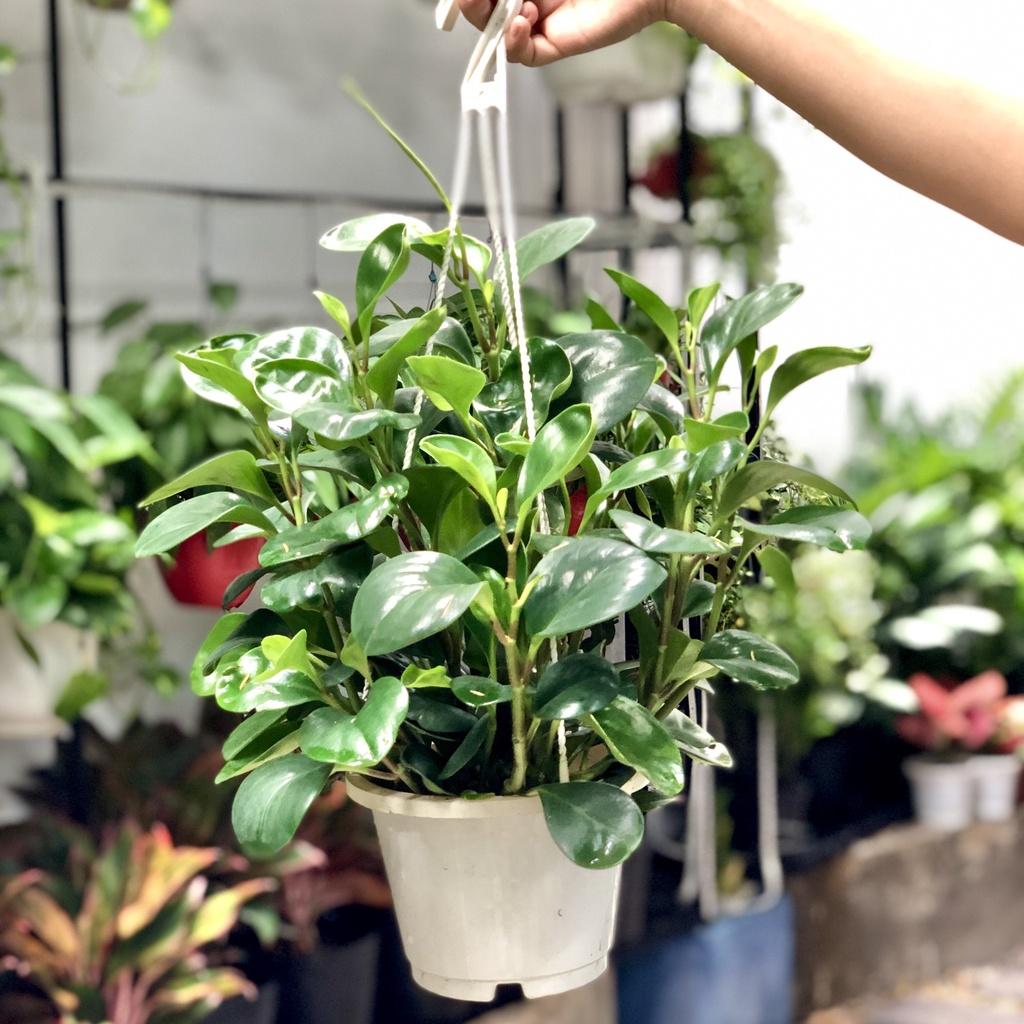 Cây Treo Trường Sinh trang trí ban công, sân vườn