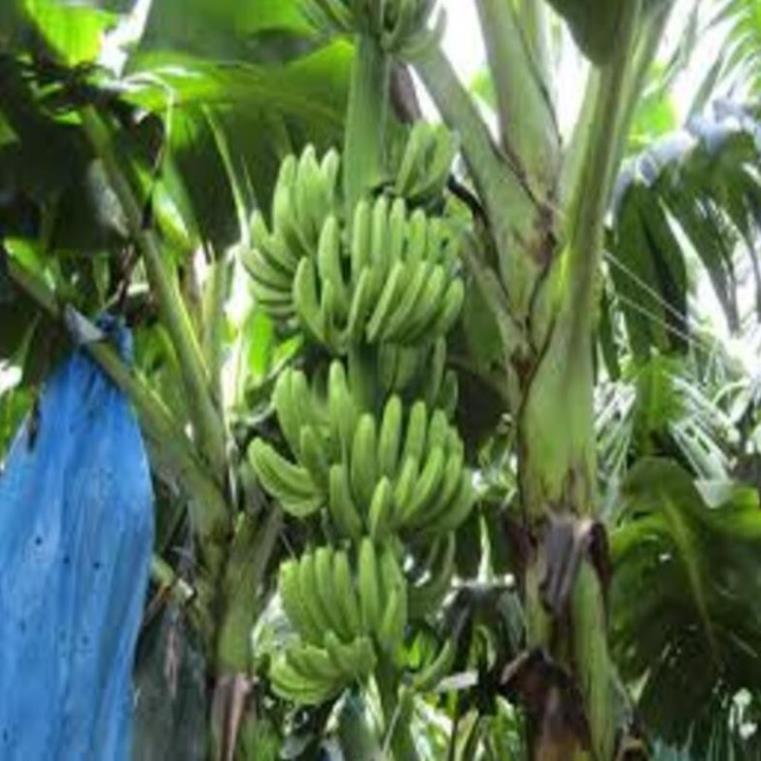 Cây giống chuối già nam Mĩ cây giống chuẩn cho năng suất cao