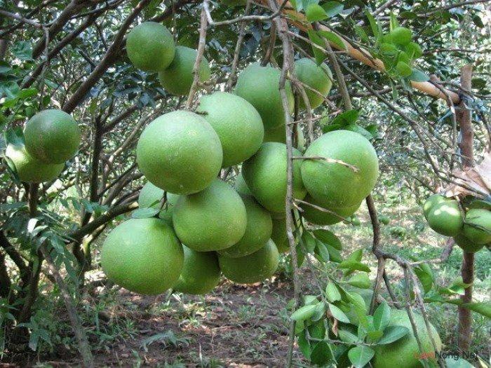 Bưởi da xanh miền nam CHIẾT, cây bầu to khỏe, cam kết giống chuẩn
