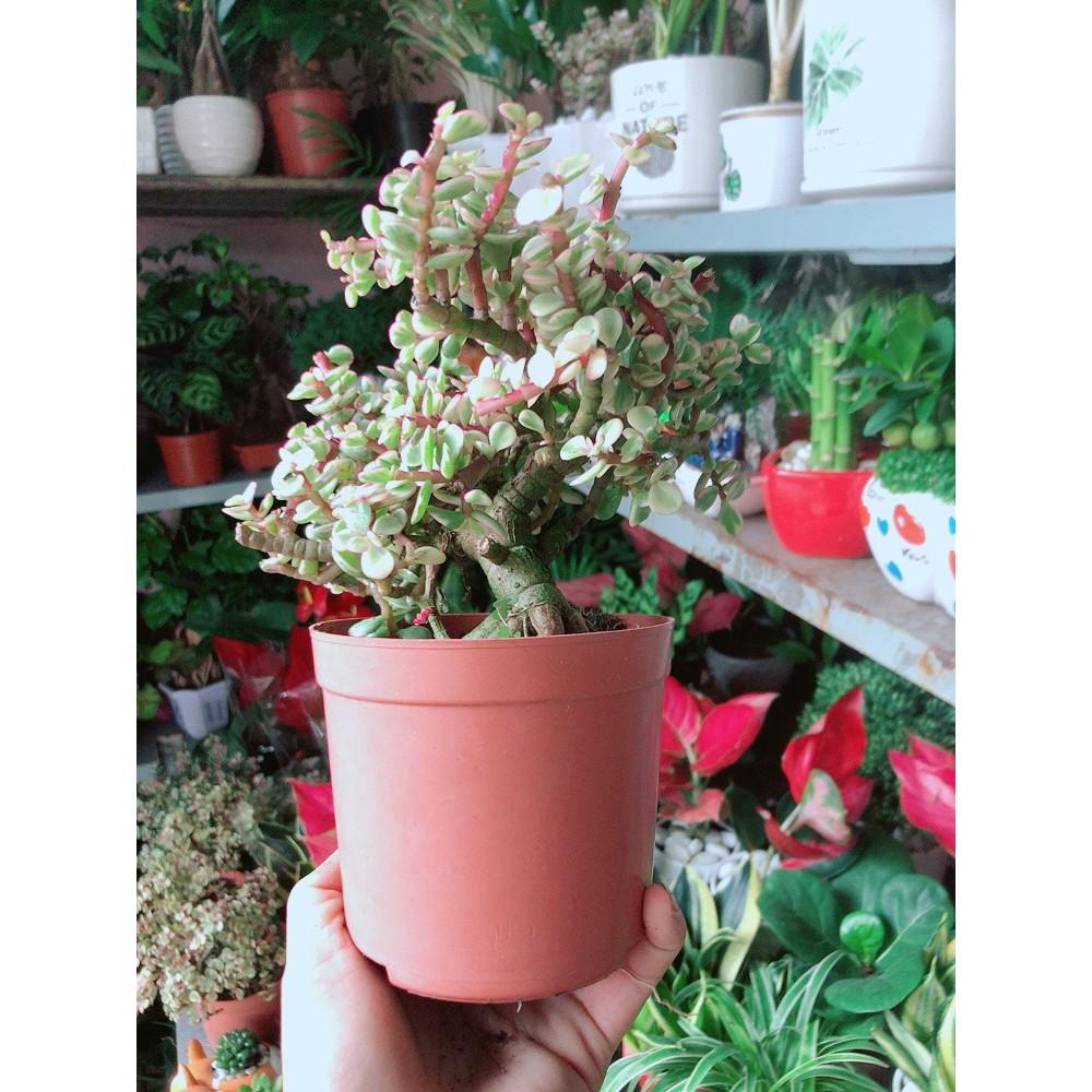 Cành Vàng Lá Ngọc Thân Cổ Thụ