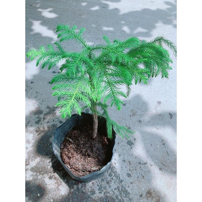 Cây Tùng Bồng Lai