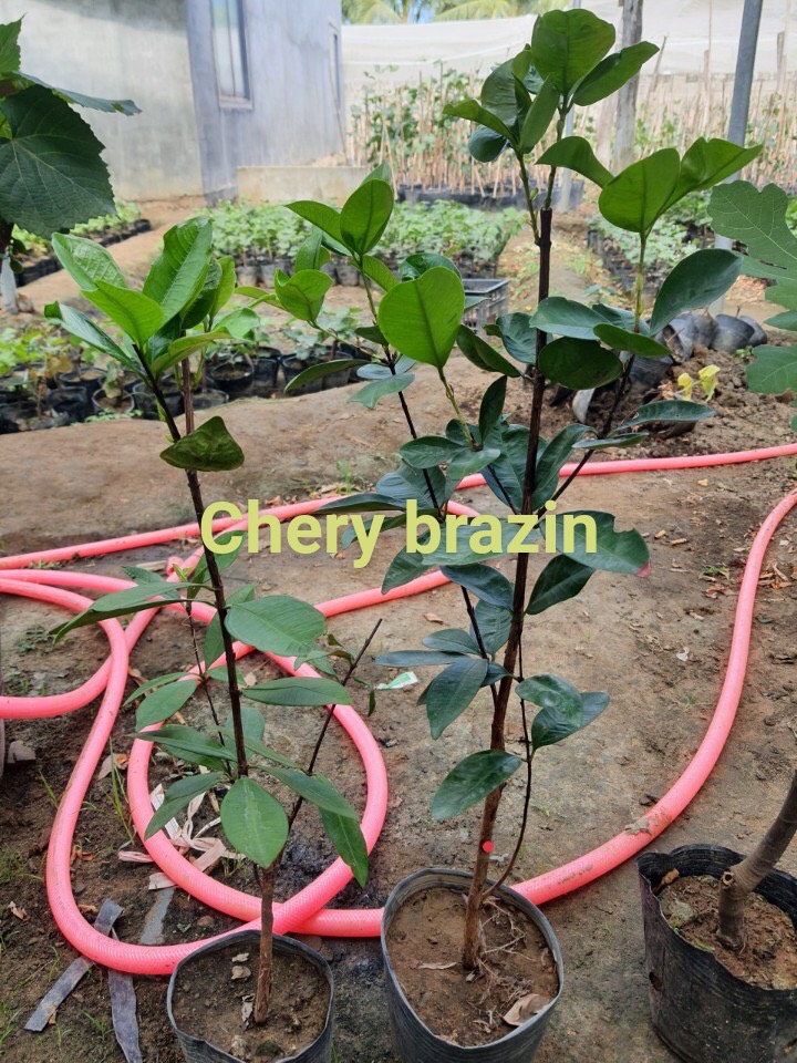 Cây Giống Cherry Brazil Cao 1M