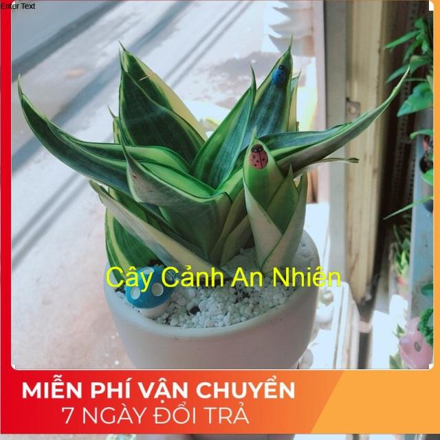 Chậu lưỡi hổ kèm nấm xanh