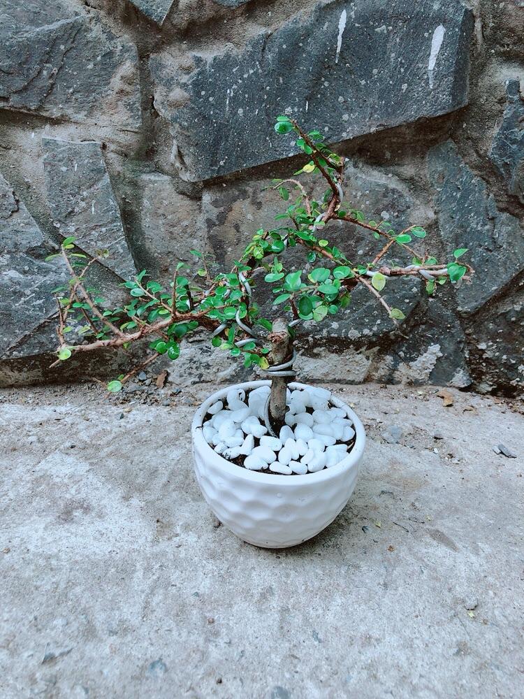 Chậu Cây Linh Sam Núi