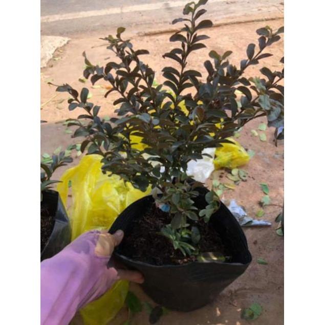 Cây Giống Ổi Tím Bắc Mỹ Siêu Hoa