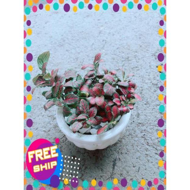 Chậu Cẩm Nhung Đỏ