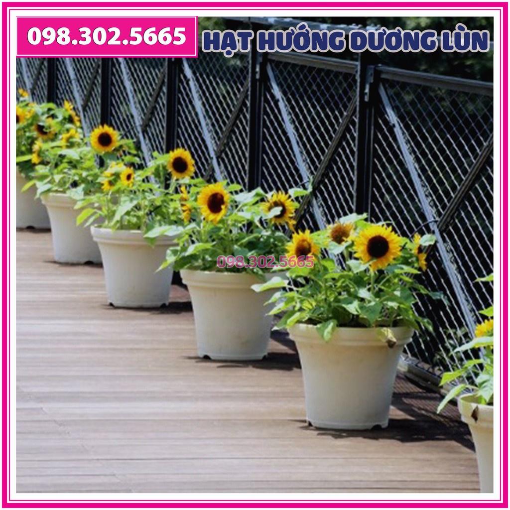 30 Hạt giống hoa hướng dương lùn hoa đơn F1 - hạt hoa chất lượng tốt, ra hoa đồng đều