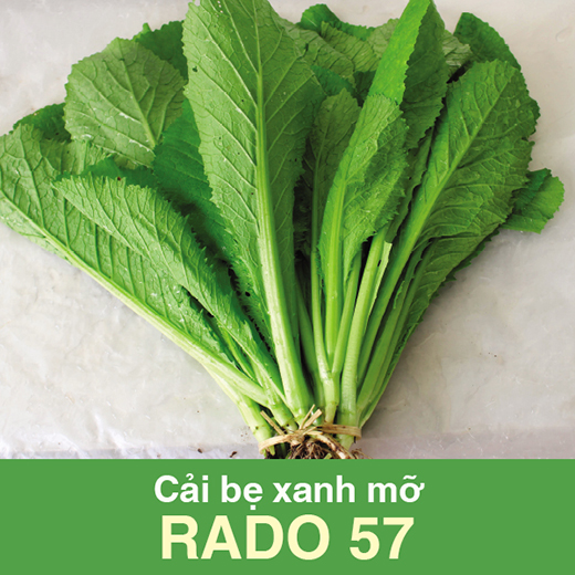 Hạt giống cải bẹ xanh mỡ RADO 57 (20g/gói) - Mustard greens seeds