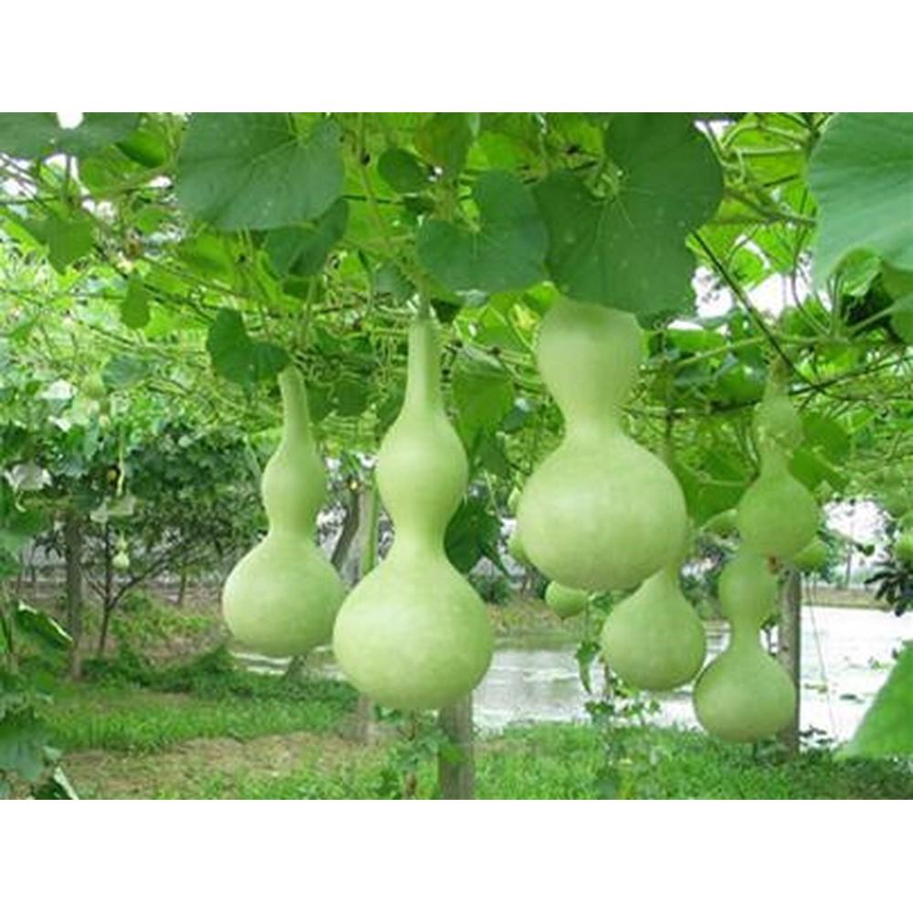 Hạt giồng bầu hồ lô - bầu ngắn ngày gói 10hạtq