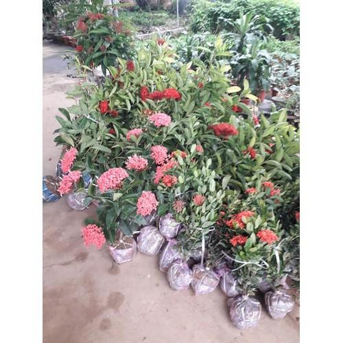 Hoa mẫu đơn đỏ hồng mỹ -bầu cây lớn đang hoa - BCGDHMDHM