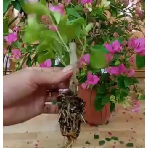 Cây giống hoa giấy ươm bầu - cây gốc nhỏ, đủ màu hoa