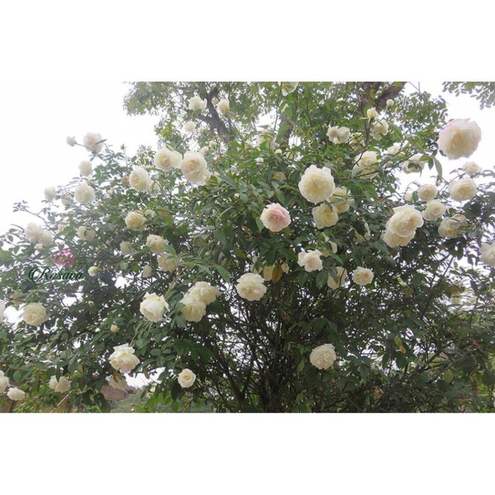 Bầu cây giống hoa hồng CỔ TRẮNG BẠCH XẾP-Giống hồng cổ trắng đẹp và sai hoa