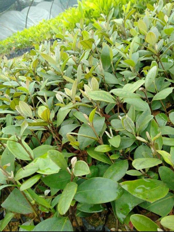 5 cây sim ăn quả cây đẹp chuẩn giống