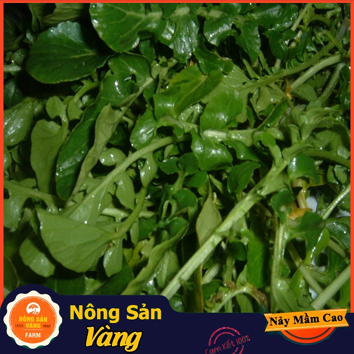 Hạt giống Xà Lách Xoong - Nông Sản Vàng