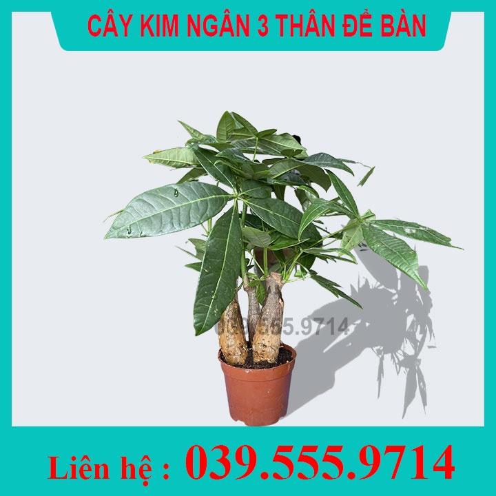 Cây Kim ngân 3 thân chậu nhựa (Kim Ngân tài lộc, cây Kim Ngân mini, cây phong thủy)