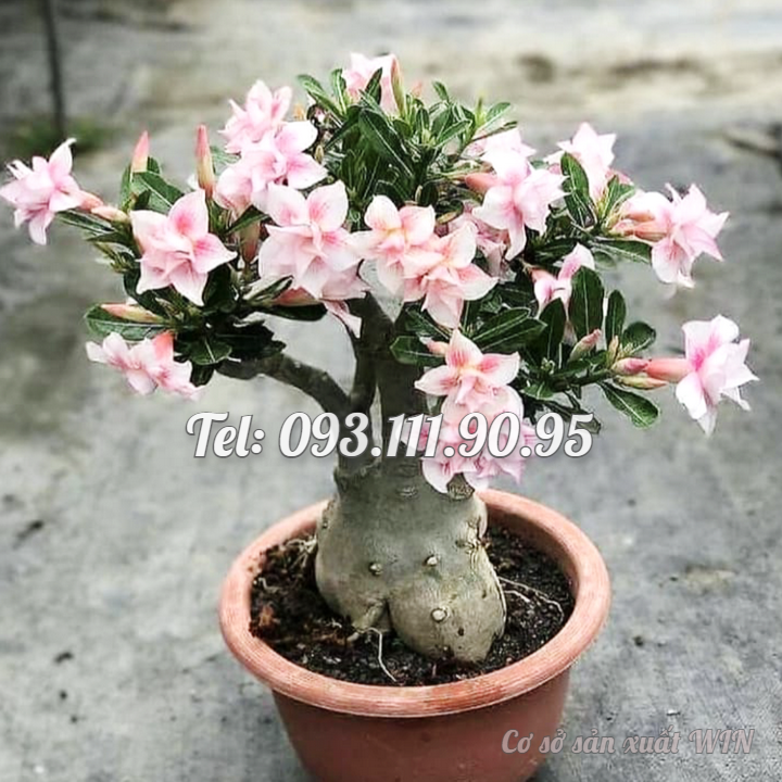 Hạt giống hoa sứ kép Thái Lan 5 cánh hồng phấn - Bịch 10 hạt – Mã số 1805