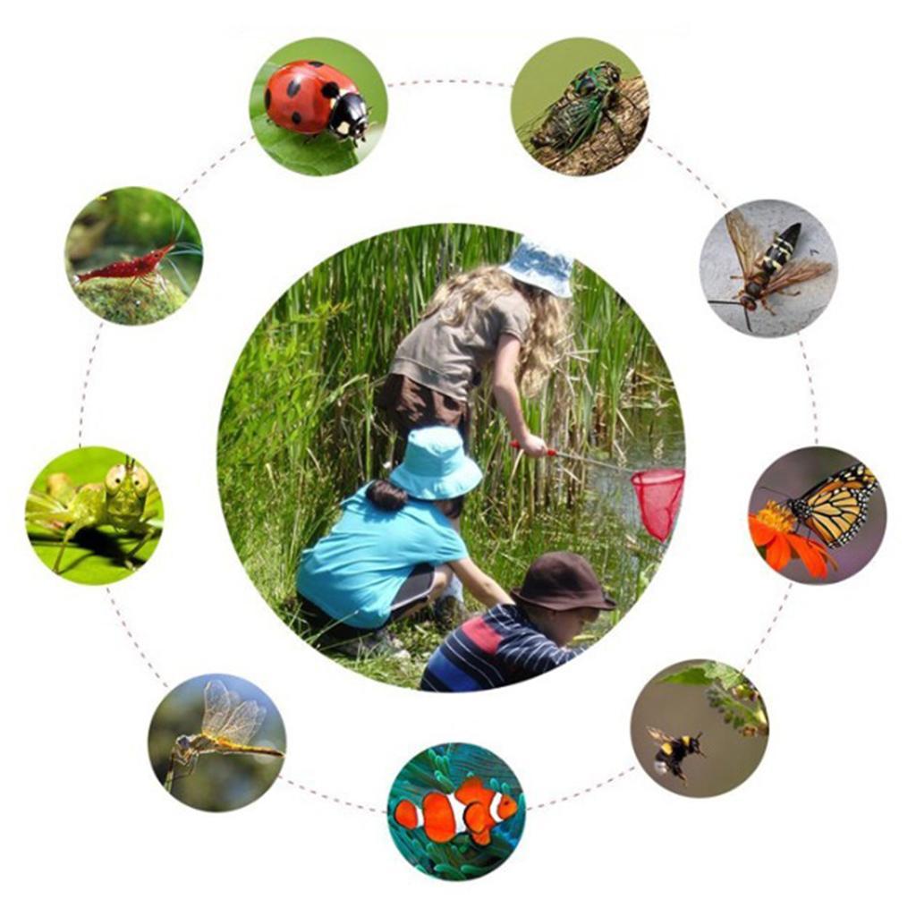 Kids Pond Extend Telescopic Butterfly Bug Catcher Green