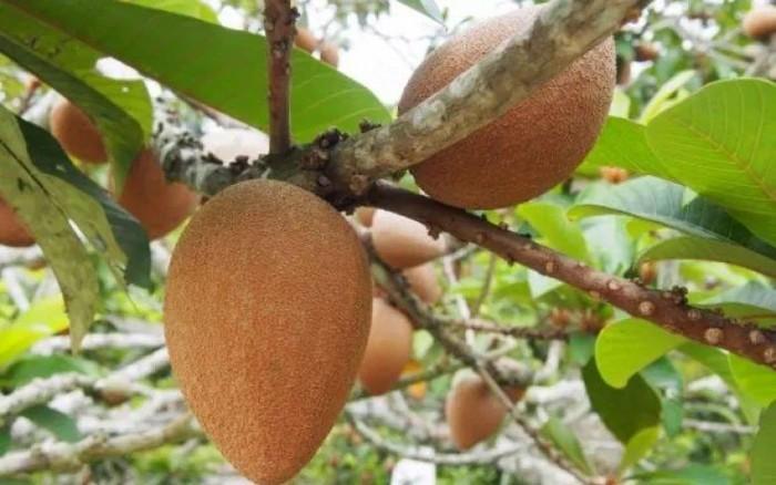 CÂY GIỐNG HỒNG XIÊM RUỘT ĐỔ KHỔNG LỒ