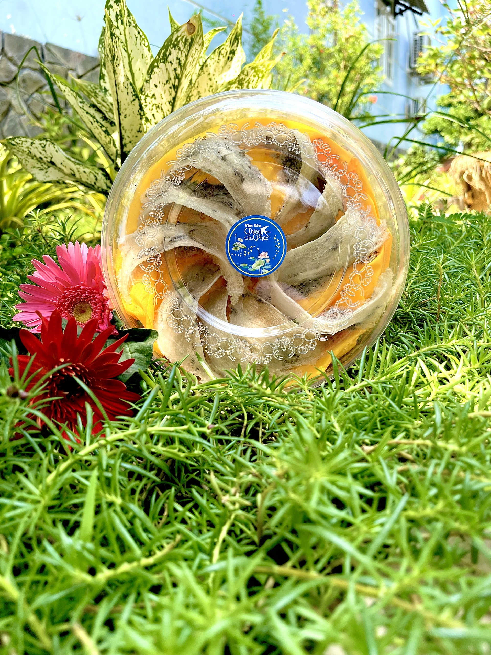 Yến Thô [Thiên Gia Phúc] 100g - Tặng kèm đường phèn, táo đỏ, hạt chia