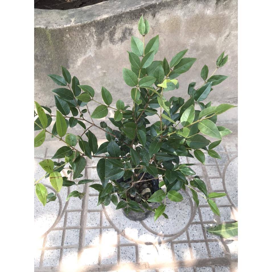 CÂY GIỐNG NHO THÂN GỖ TỨ QUÝ choai to 01 NĂM TUỔI