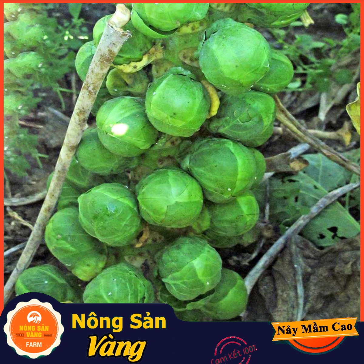 Hạt giống Bắp Cải Tí Hon Xanh - Nông Sản Vàng