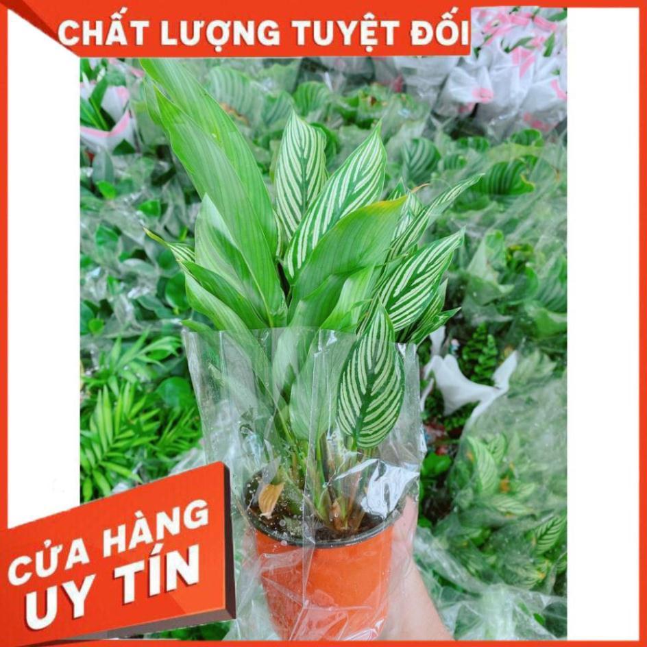 Đuôi Công Xanh Sọc Trắng Lá Nhỏ