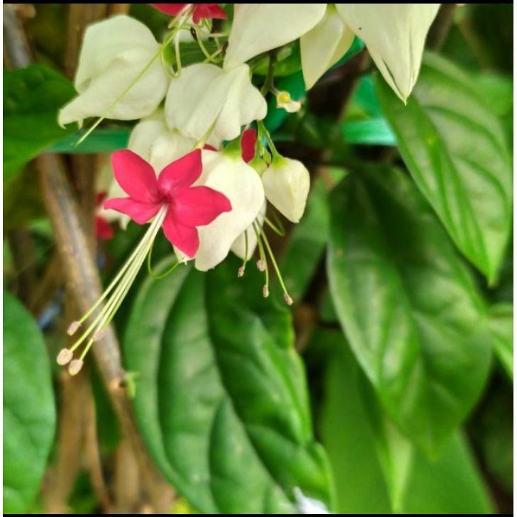 Hoa ngọc nữ trắng siêu hoa- cây giống