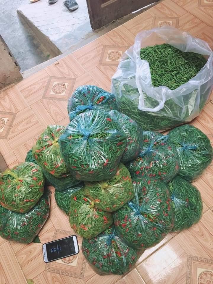 Cây Ớt Xiêm Xanh