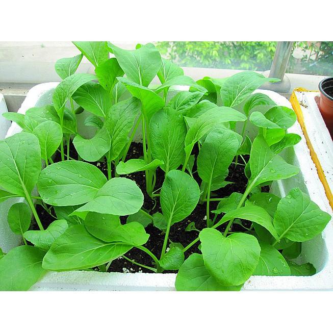 Hạt Giống Cải Ngọt - Gói 20 gam
