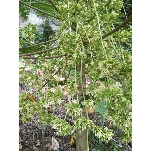 Hạt Giống Cây Đu Đủ Đực -
