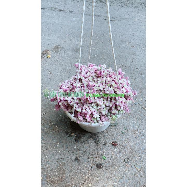 Chậu Thài Lài Hồng