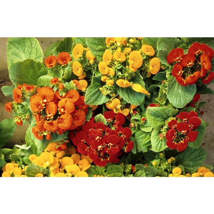 Hạt Giống Hoa Huyền Sâm Mix Màu KNS3632 - Gói 20 hạt