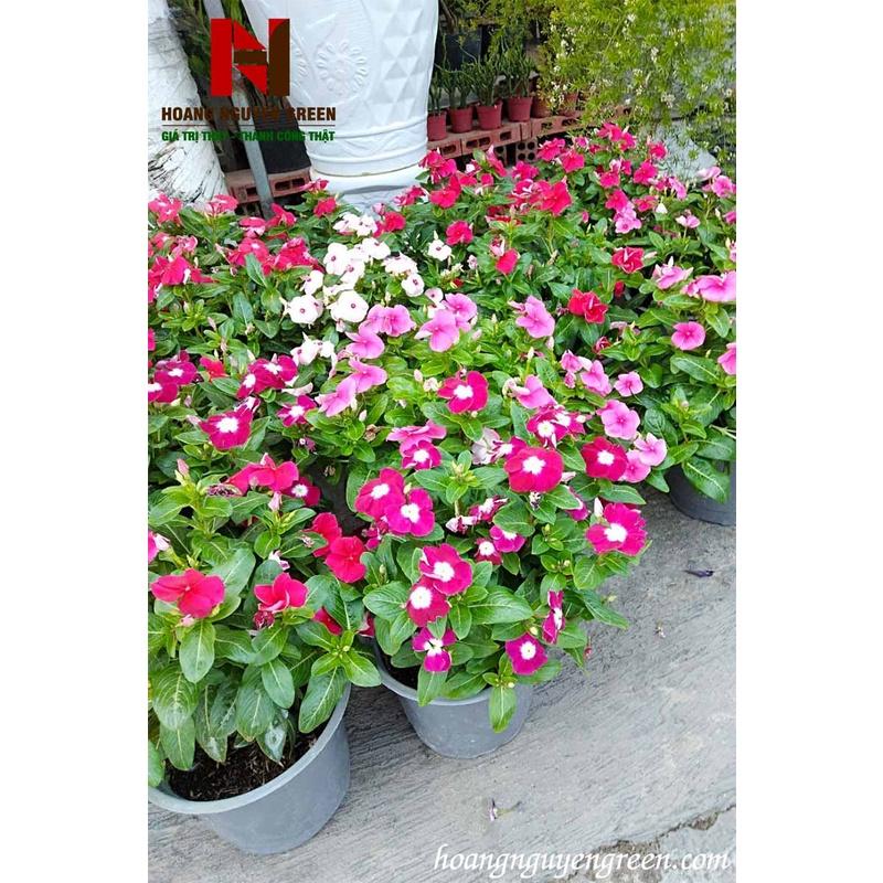 Hạt Giống Hoa Dừa Cạn Đứng Mix Màu KNS3596 - Gói 50 hạt