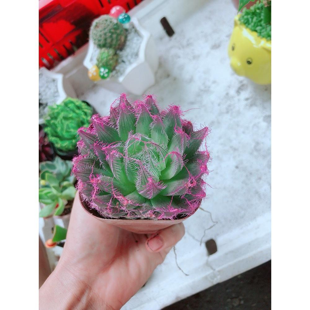 Chậu kim cương dạ quang